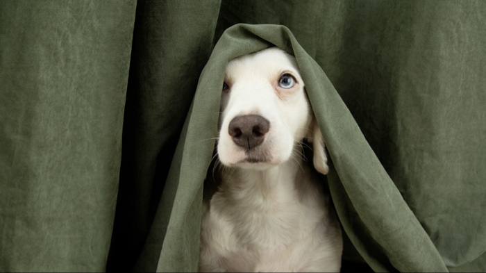 Peur des chiens: Comment vaincre la cynophobie?